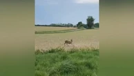 French police warn motorists to be on lookout for ‘drunk’ deer