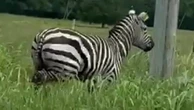 Escaped zebra spotted running around Tennessee