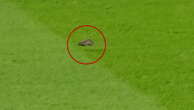 Rat interrupts Manchester United’s match against Southampton