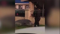 Watch: Huge elephant seal pays surprise visit to residents