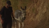 Farm animals and pets rushed to safety as Greek wildfire plagues city