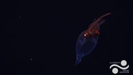 Deep sea squid caught on camera for the first time