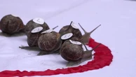 Snails sprint through the rain at World Championship in Norfolk