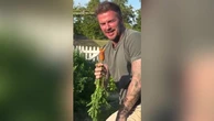 Sir David Beckham has Victoria in stitches over his wonky carrot