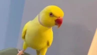 Talking parrot brings down Blackpool drugs ring