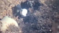 Notorious cartel leader captured while trying to hide in a ditch