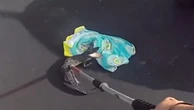 Florida police bravely wrangle small alligator in parking lot