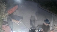 Cyclist has close encounter with mountain lion in Malibu park