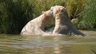Polar bears cool down with dip in lake as UK braces another heatwave