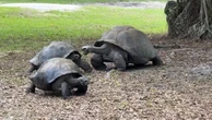 135-year-old tortoise becomes a father for the first time