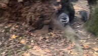 Crowd of ‘aggressive’ raccoons take over resident’s back garden