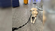 Cão de menina autista embarcará para Portugal após recusa da TAP, diz pai