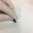 Doença de Chagas avança nos EUA e vira risco permanente à saúde no país