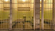 Detento de quase 300 kg custa R$ 11 mil por dia e provoca debate na Áustria