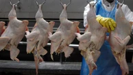 Europa, União Eurasiática e 30 países restringem compra de frango do Brasil