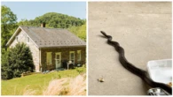 Casal compra 'casa dos sonhos' e encontra cobras até no telhado nos EUA