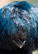 Ave ‘camuflada’ no Pantanal disputa o prêmio Comedy Wildlife 2025; veja as imagens finalistas