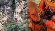 Cachorro 'montanhista' é resgatado a cerca de 37 metros de altura em MG