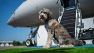 Corte da UE entende que pets são 'bagagem', não passageiros