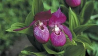 Orquídea rara, 'sapatinho de dama' reaparece na natureza após 100 anos