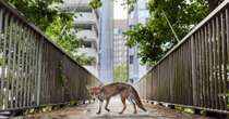 Raposa urbana, pombos gulosos e mais: confira as imagens premiadas da natureza do Reino Unido