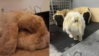 Coelho 'fumante passivo' é resgatado e mudança de cor surpreende após banho