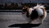 Fora da coleira? Mesmo proibido, cães circulam livres em SP