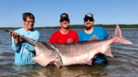 Jovem estreante pesca peixe-espátula de 2 m e 74 kg, e bate recorde mundial