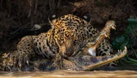 Leão não é o mais forte: veja 5 felinos com mordidas muito potentes