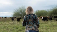 700 mil 'vacas fantasmas' e fortuna sumida: o escândalo do gado no Uruguai