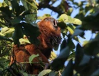 SP lança programa 'RefaunaSP' para proteger animais silvestres
