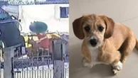 Cadela é atropelada e jogada em triturador de caminhão de lixo no PR; vídeo