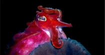 Imagens premiadas revelam o mundo colorido dos moluscos que habitam os mares da Austrália