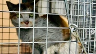 Gato entra por 'engano' em contêiner, vai da China aos EUA e espera adoção