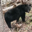 Urso mata homem de 89 anos e seu cachorro em ataque inédito na Flórida, EUA