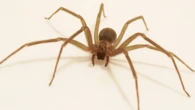 Aranha venenosa que causa necrose é muito comum nas casas brasileiras