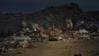 Vilãs ou heroínas? Como espécie temida na África ajuda a combater doenças