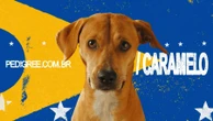 Ícone brasileiro: Propaganda com vira-lata caramelo ganha troféu em Cannes