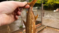 Após nova enchente no RS, moradora acha peixe no quintal: 'Não volto mais'
