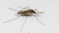 Islândia detecta mosquitos pela primeira vez; agora só um local segue livre