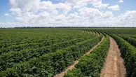 PIB bombou mesmo no 1º tri, e agro é de novo a salvação da lavoura José Paulo Kupfer