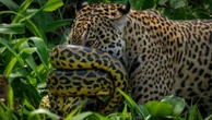Enrolada no focinho: sucuri resiste a ataque de onça no Pantanal; veja foto