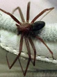 5 esconderijos da aranha-marrom dentro de casa que exigem atenção extrema