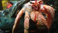 Caranguejos se excitam sexualmente com plástico no mar, mas isso não é bom