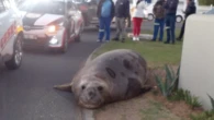 Elefante-marinho é visto andando por área urbana na África do Sul; vídeo
