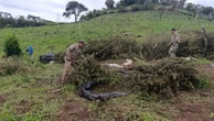 PF destrói plantação de maconha em área equivalente a 120 campos de futebol