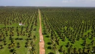 Demarcação indígena mais atrasada do NE vive tensão com disputa por fazenda Carlos Madeiro
