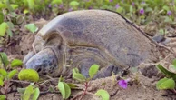 De Ubatuba até Noronha: tartaruga reaparece 24 anos após ser registrada
