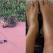 Gravou cobra 'sem querer' antes do ataque: cascavel pica mulher em Goiás