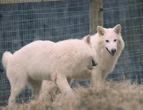 'Desextinção'? Entenda caso da empresa que diz ter dado vida à espécie de lobo que viveu na era do gelo